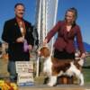 Finishing her Championship at the Rio Rancho Sporting Dog show at 13 months of age with Tina Secord handling.