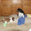 Getting to know Jasper, the English Toy Spaniel