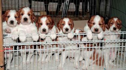 Welsh Springer Spaniel Puppies